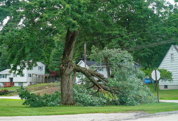 Tree Root Removal in Hilton Head Island, SC